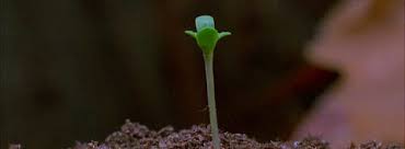 Seedling