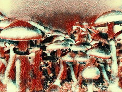 Fungi Forest