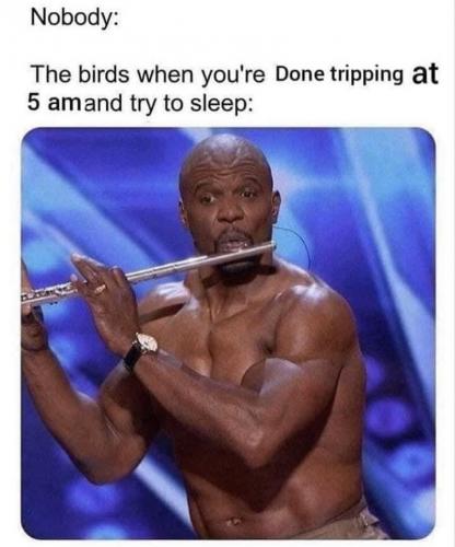 Birds at 5am