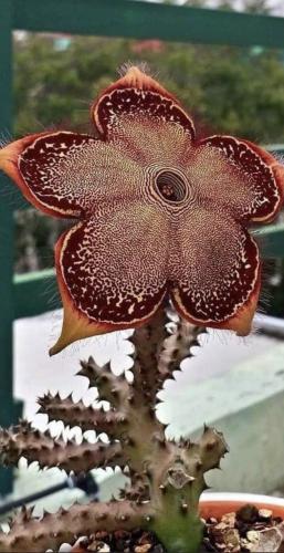 Cactus Flower blowing my mind