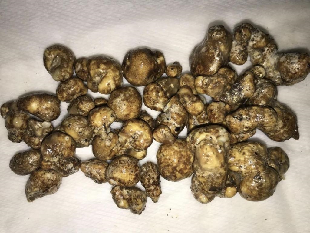 truffle pic