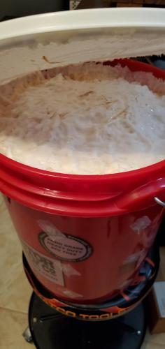 Big bucket of mycelium