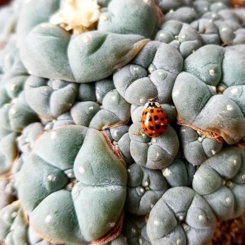 Williamsii var. Caespitosa