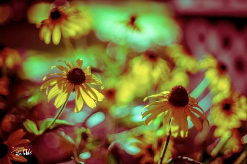 Tripping Daisies