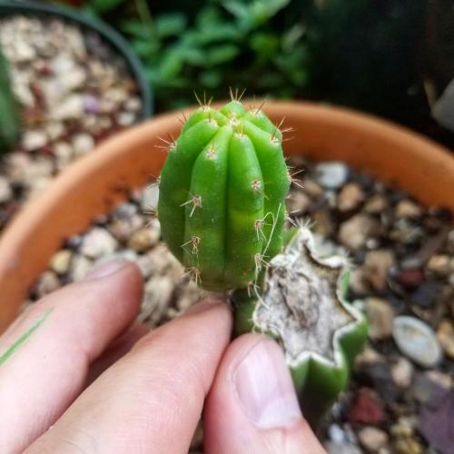 Trichocereus Pachanoi