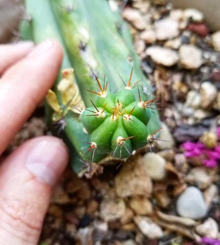 Trichocereus Peruvianus