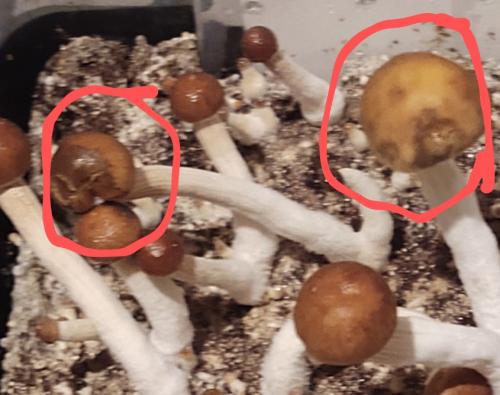 G.T 2nd flush