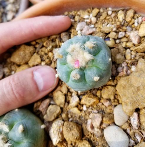 Fruiting Peyote