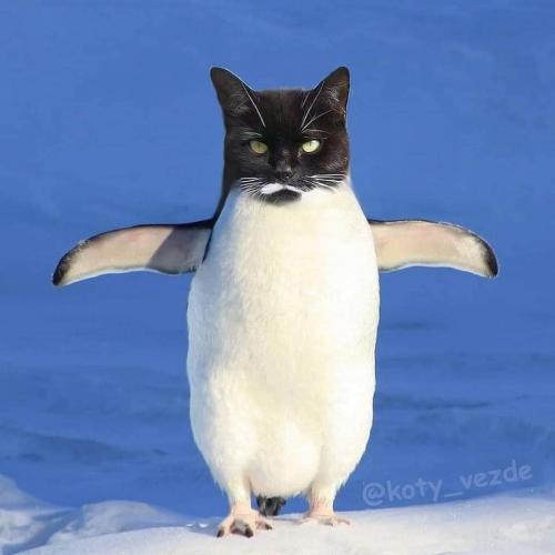 cat maybe penguin