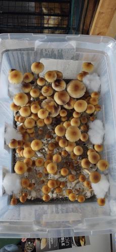 Golden Teacher baby