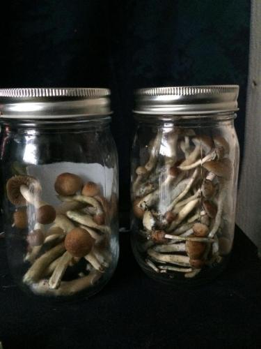 Mush in jars