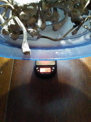 B+ First Flush dry weight 60g