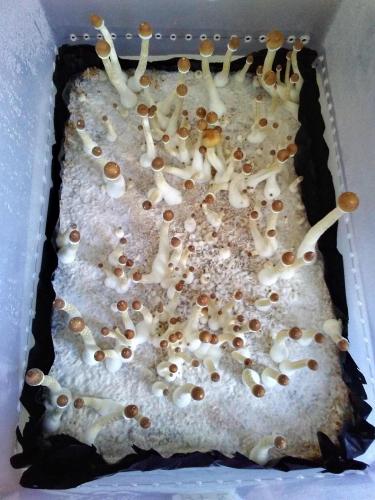 B+ 58Q Monotub day 3 Fruiting