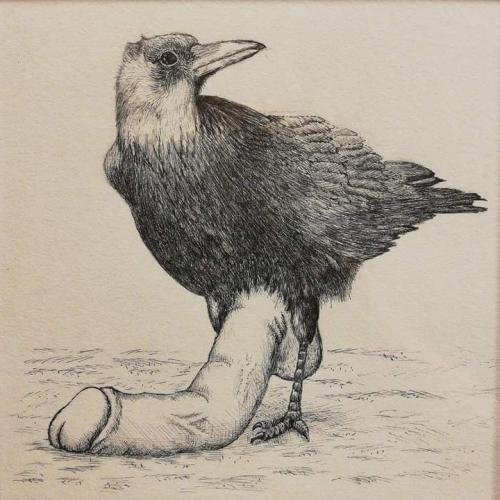 corvid cock