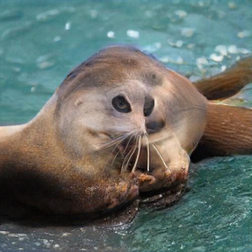 awkward seal