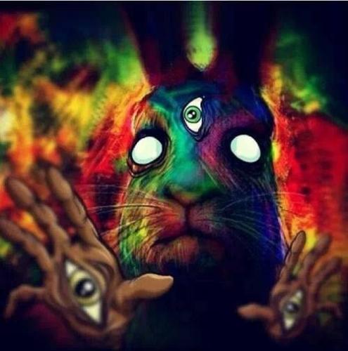 Oracle Rabbit