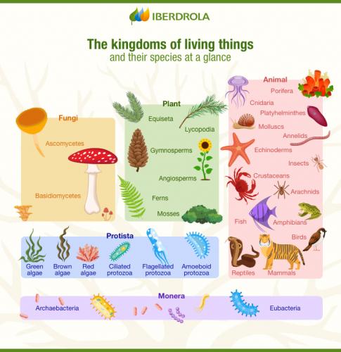 Infographic_Living_Things