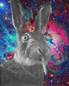 High Rabbit