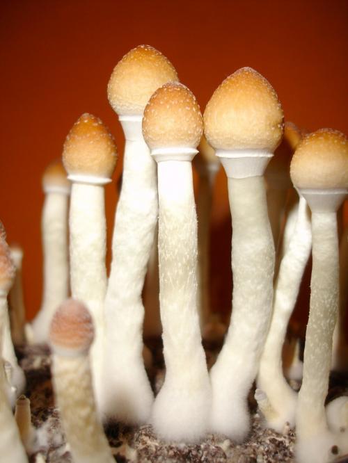 Stropharia