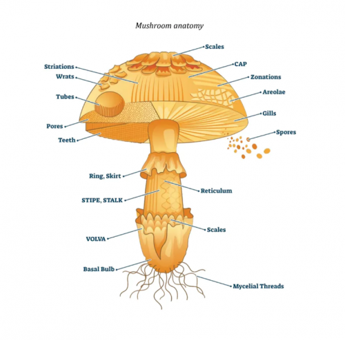 Anatomy