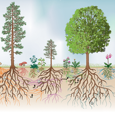 Figure-1-Common-mycorrhizal-network-in-a-forest-400-x-400-px