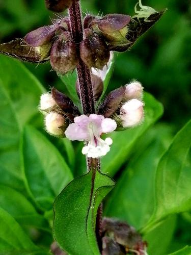 Flor de Albahaca