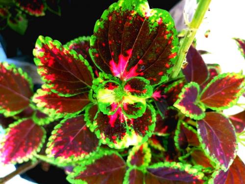 Coleus