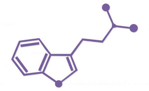 DMT