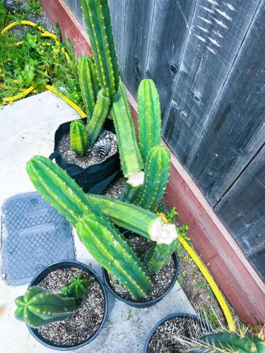 San Pedro2