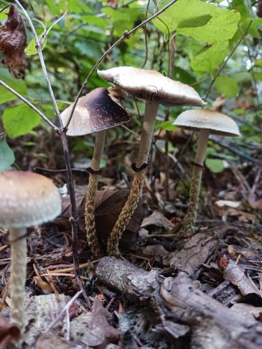 66356919-01a2-4d9f-91e5-c157b82ccc8f