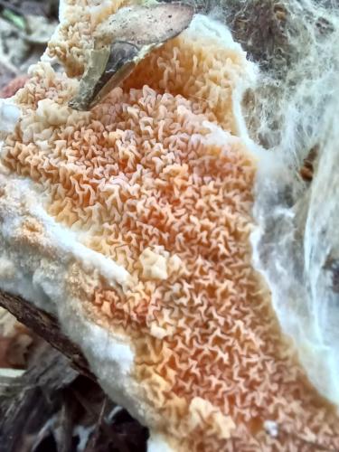 28c6ff68-eff5-4ec1-a91d-1bcc4bf2e2b5