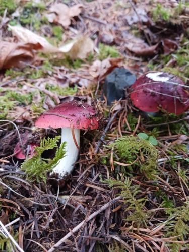 f5b9b0d8-a61a-4791-8ef4-9cd79699b0f5