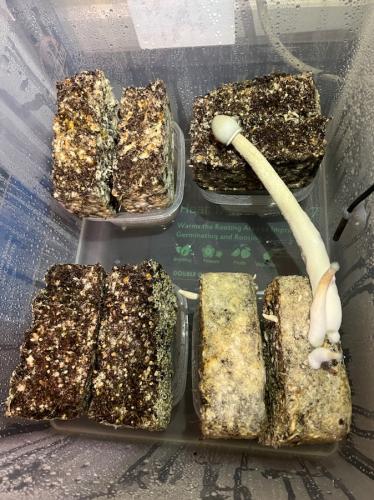 split the cakes in half after 2nd flush