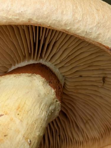 a2f18010-52c4-48bf-8a8c-48308c468e0b