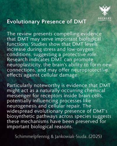 DMT 2