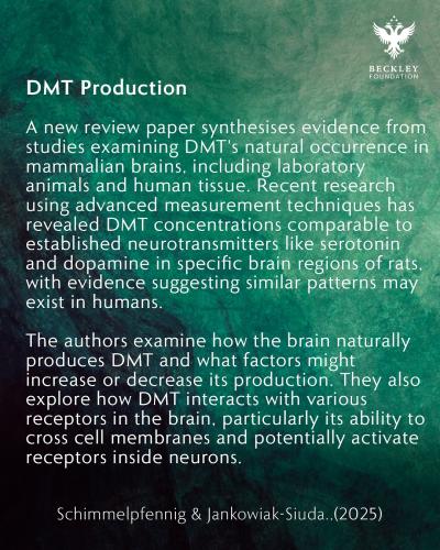 DMT 1