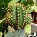 Cactus_Cuddler