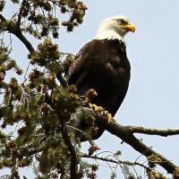 Eagle