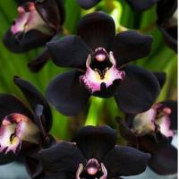 BlackOrchid