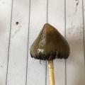 IrishMushroom