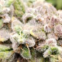 Mycodose