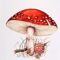 FLYAGARIC