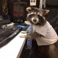 CyberRacoon