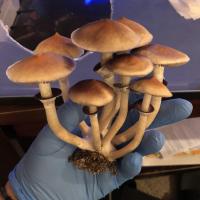 Cincyshroomer