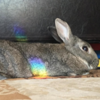 RainbowBunny