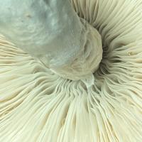 PsiloCybin333
