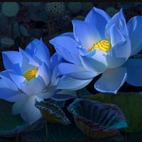 BlueLotusFlower