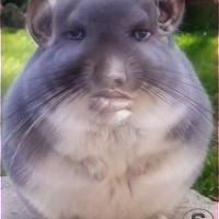 LinsBeans