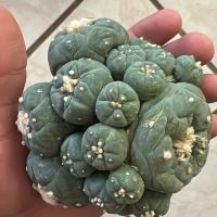 Cactus209